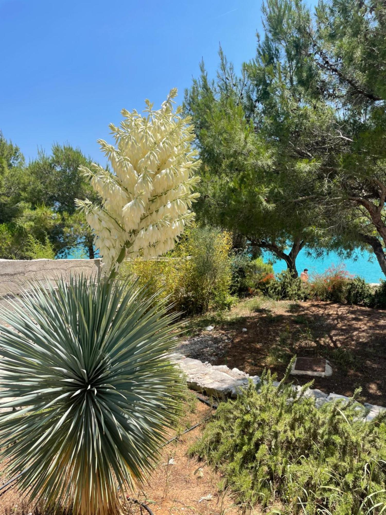 Luxury Villa Kate - In Lucice Bay With Turquoise Sea, Amazing Seaviews, And Heated Pool Milna  Exterior photo